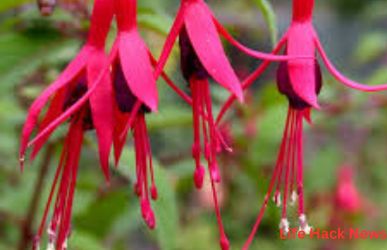 Fuchsia Relative Crossword Clue