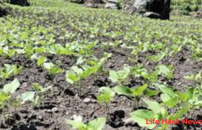 Crop Intensification Program: Unlocking Higher Yields in a Resource-Constrained World Crop Intensification Program